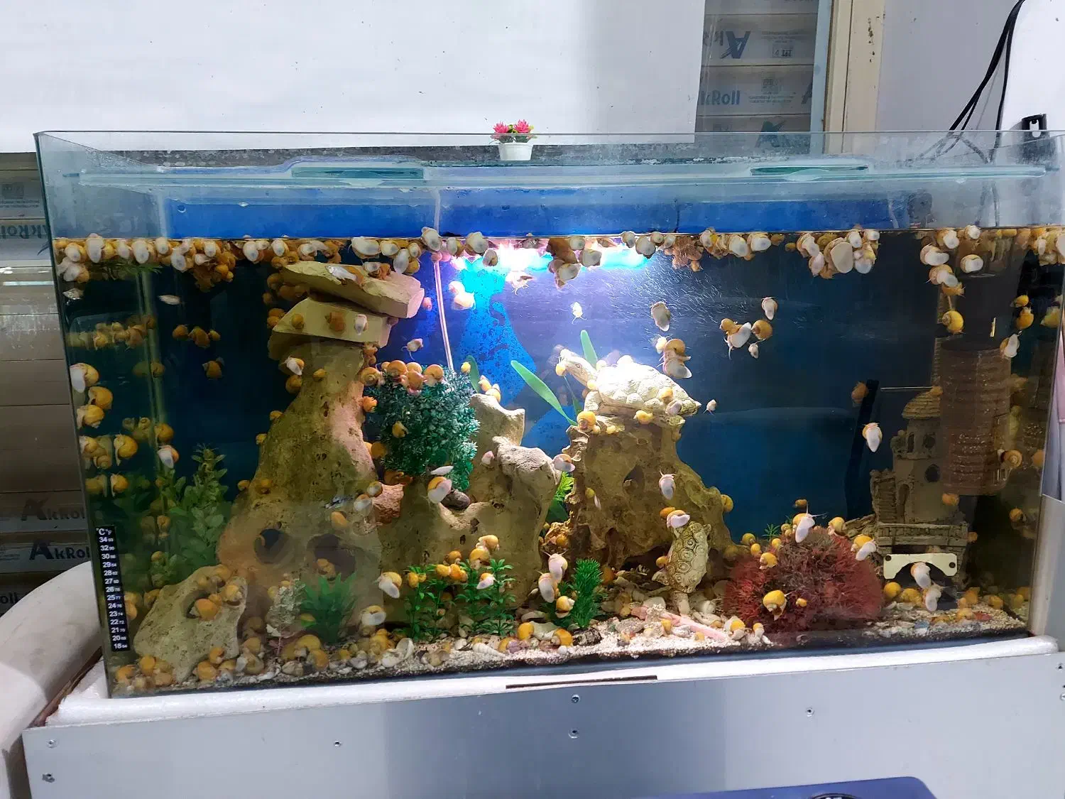 ماهی پیرانا|ماهی|اسلام‌‌آباد غرب, |دیوار