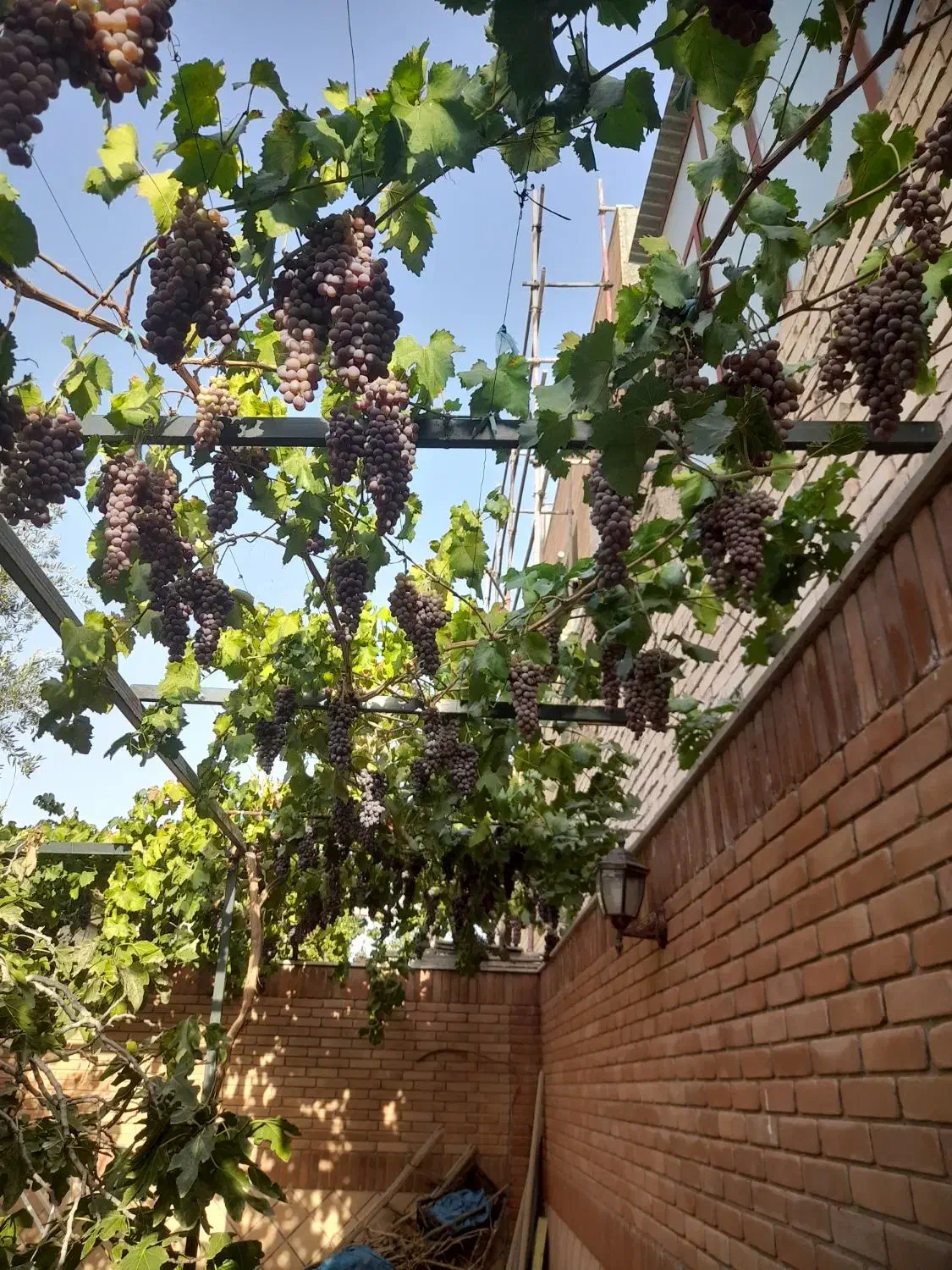 هرس و اصلاح انواع درختان|خدمات باغبانی و درختکاری|بیرجند, |دیوار