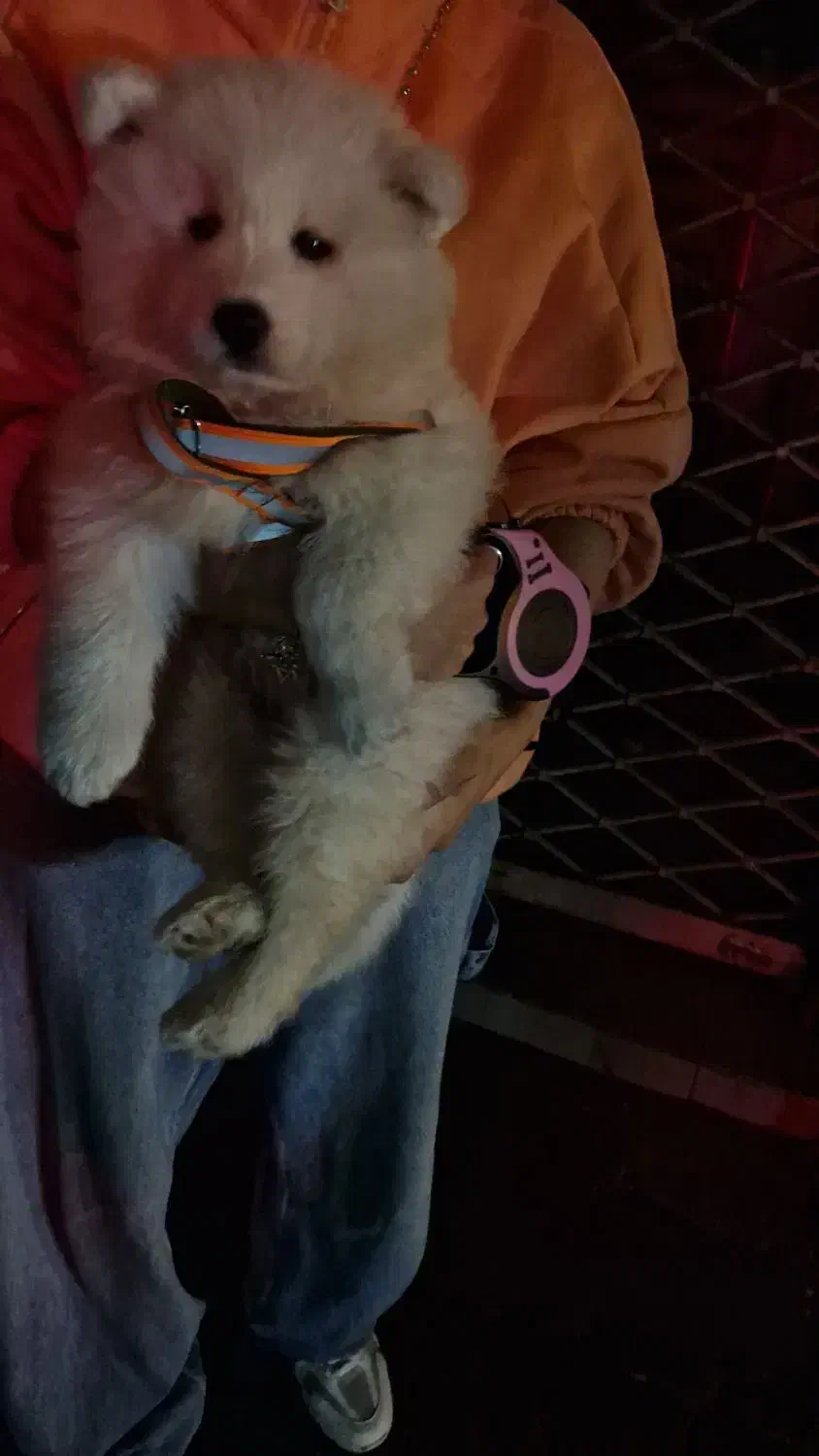 سامویید|سگ|رشت, سعدی (تختی)|دیوار