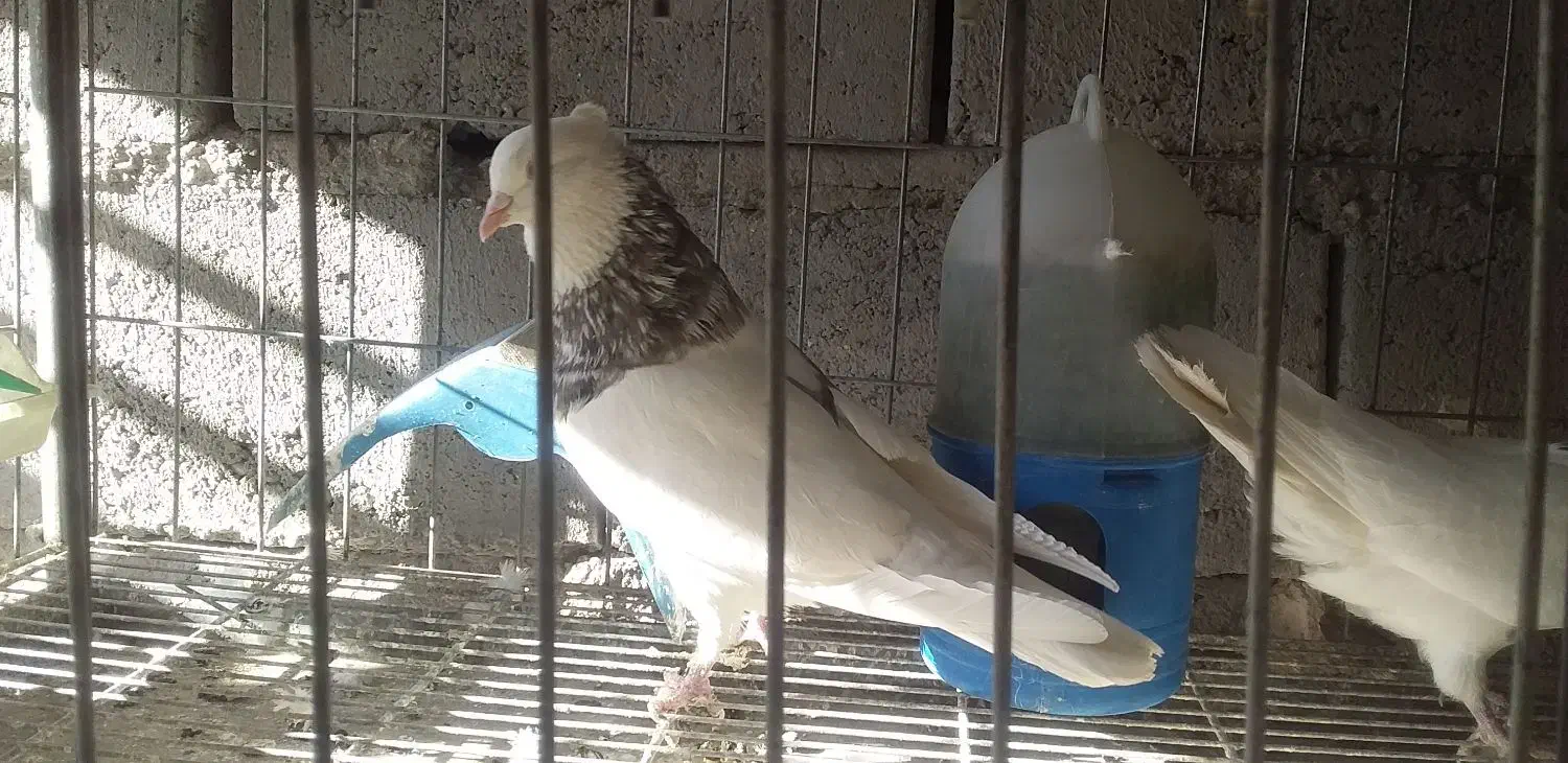 طوق سور کرمانشاهی درشت|پرنده|جیرفت, |دیوار