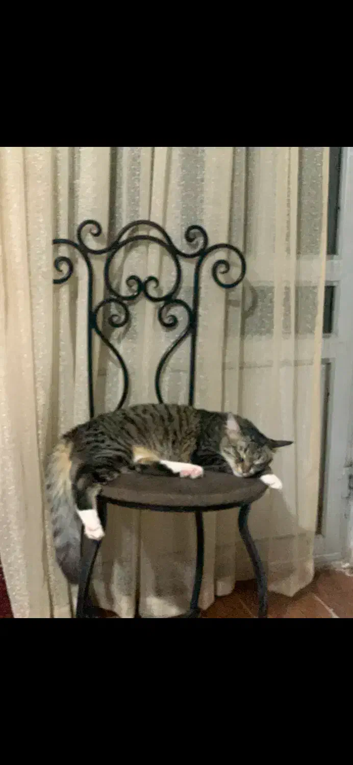 واگذاری گربه|گربه|ساری, |دیوار