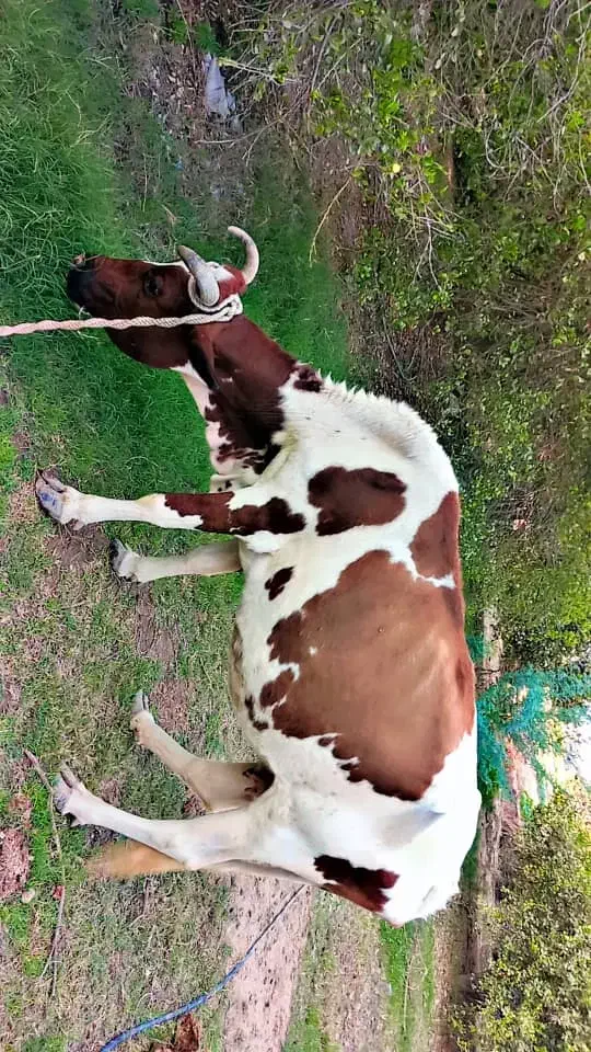 فروش فوری گاو ماده|حیوانات مزرعه|جغین, |دیوار