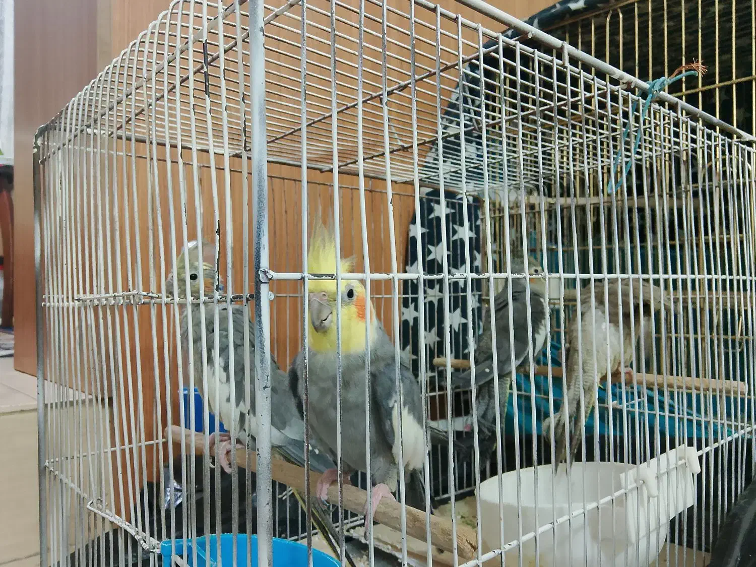 عروس هلندی|پرنده|تهران, خانی آباد نو شمالی|دیوار