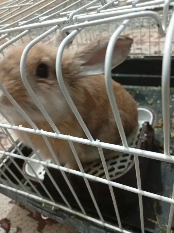 خرگوش با وسایل|موش و خرگوش|اراک, |دیوار