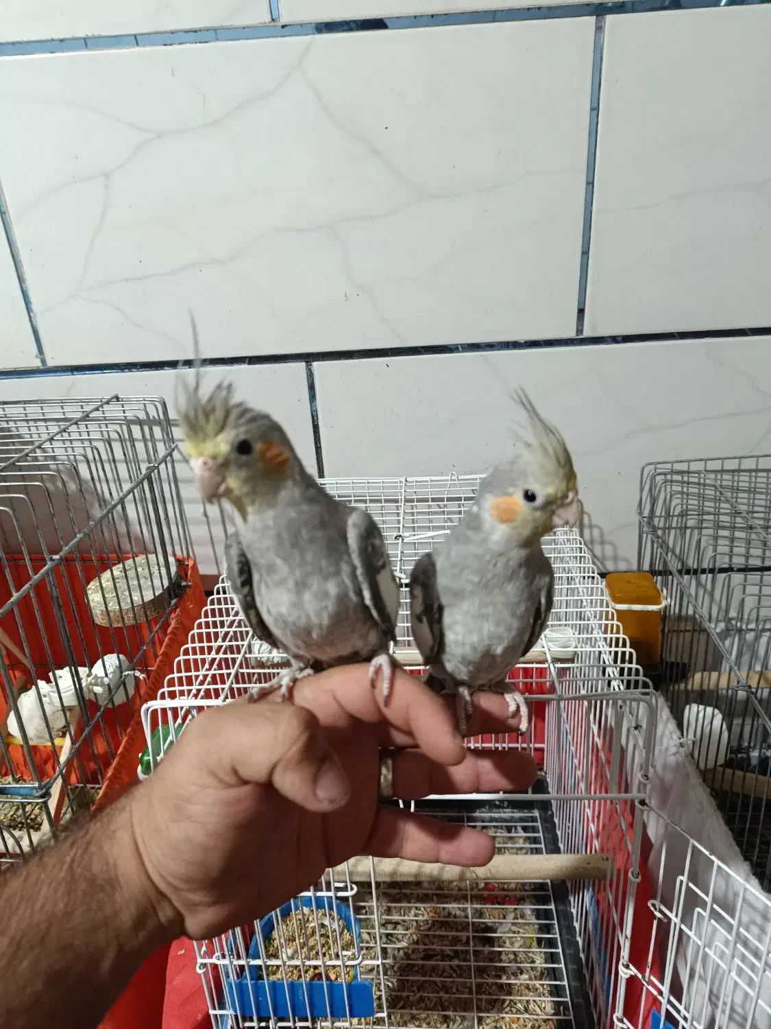 فروش فوری عروس هلندی دستی یک جفت|پرنده|شیراز, سیاه سنگ|دیوار