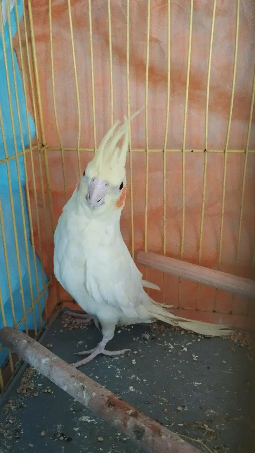 عروس هلندی|پرنده|قم, شاه ابراهیم|دیوار