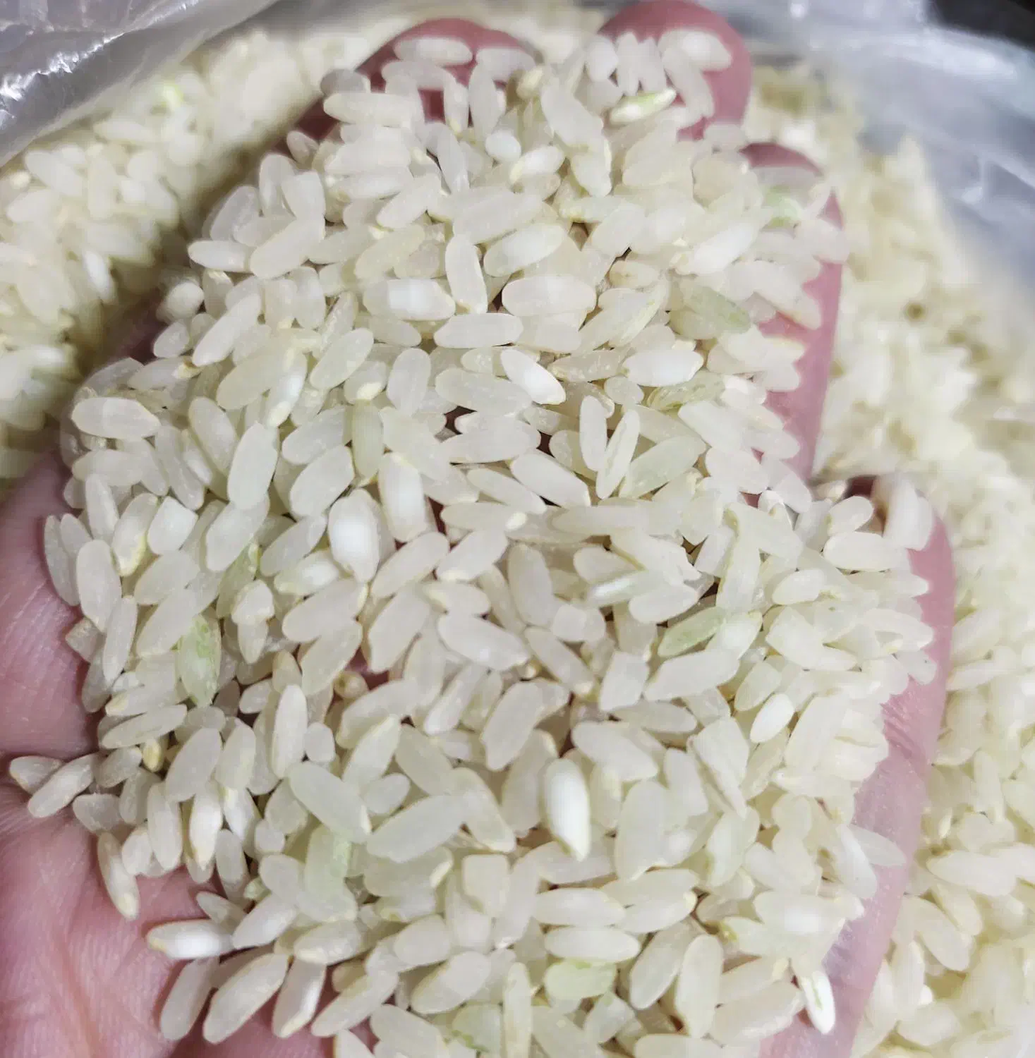 برنج درجه یک اعلا کامفیروز بشرط پخت|خوردنی و آشامیدنی|شیراز, میانرود|دیوار