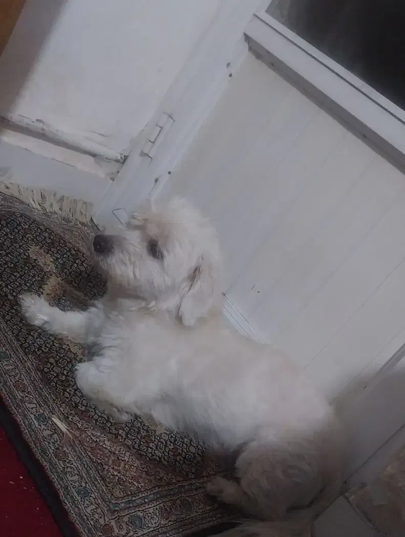 سگ ایشپیتز|سگ|تبریز, |دیوار