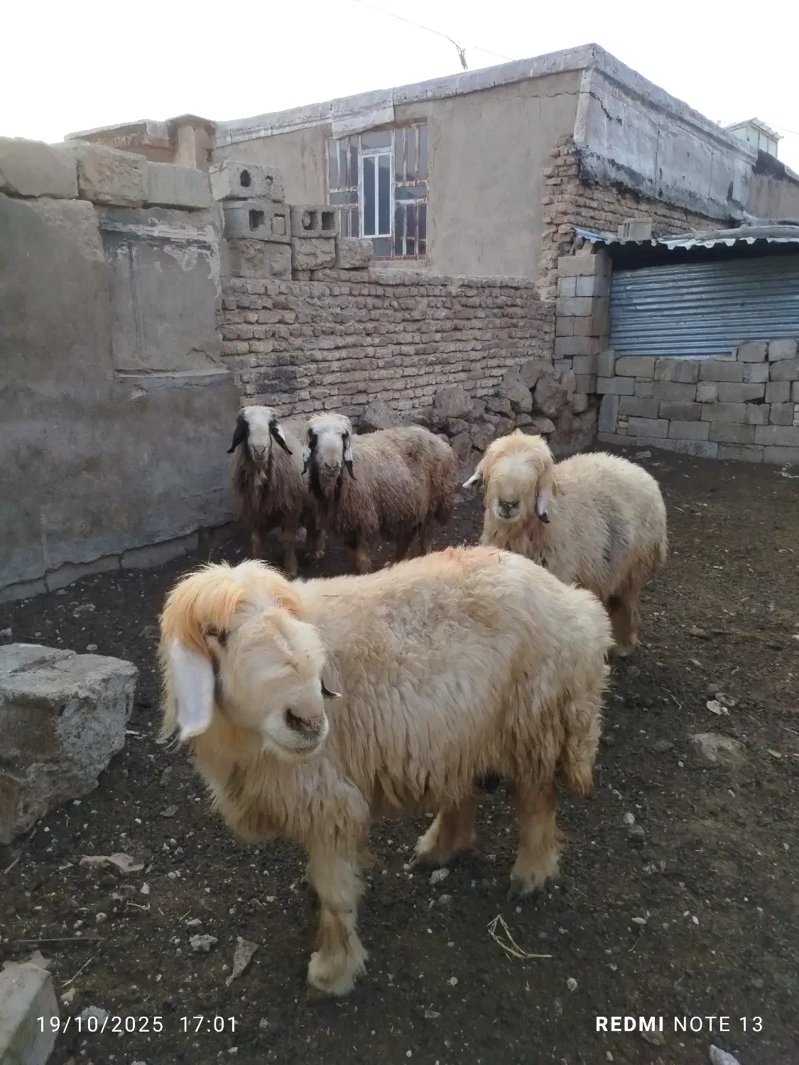 میش|حیوانات مزرعه|شیراز, شهرک کوشکک|دیوار