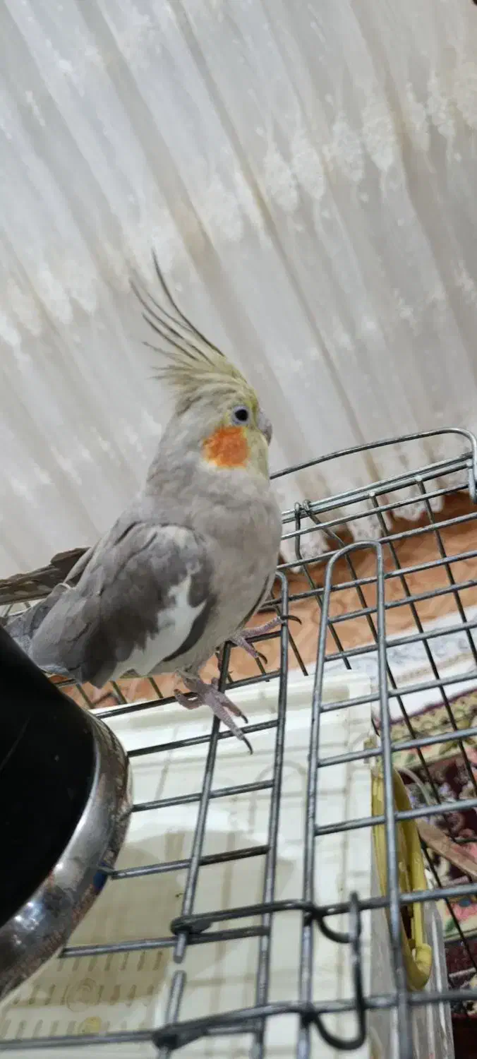 عروس هلندی|پرنده|اردبیل, |دیوار