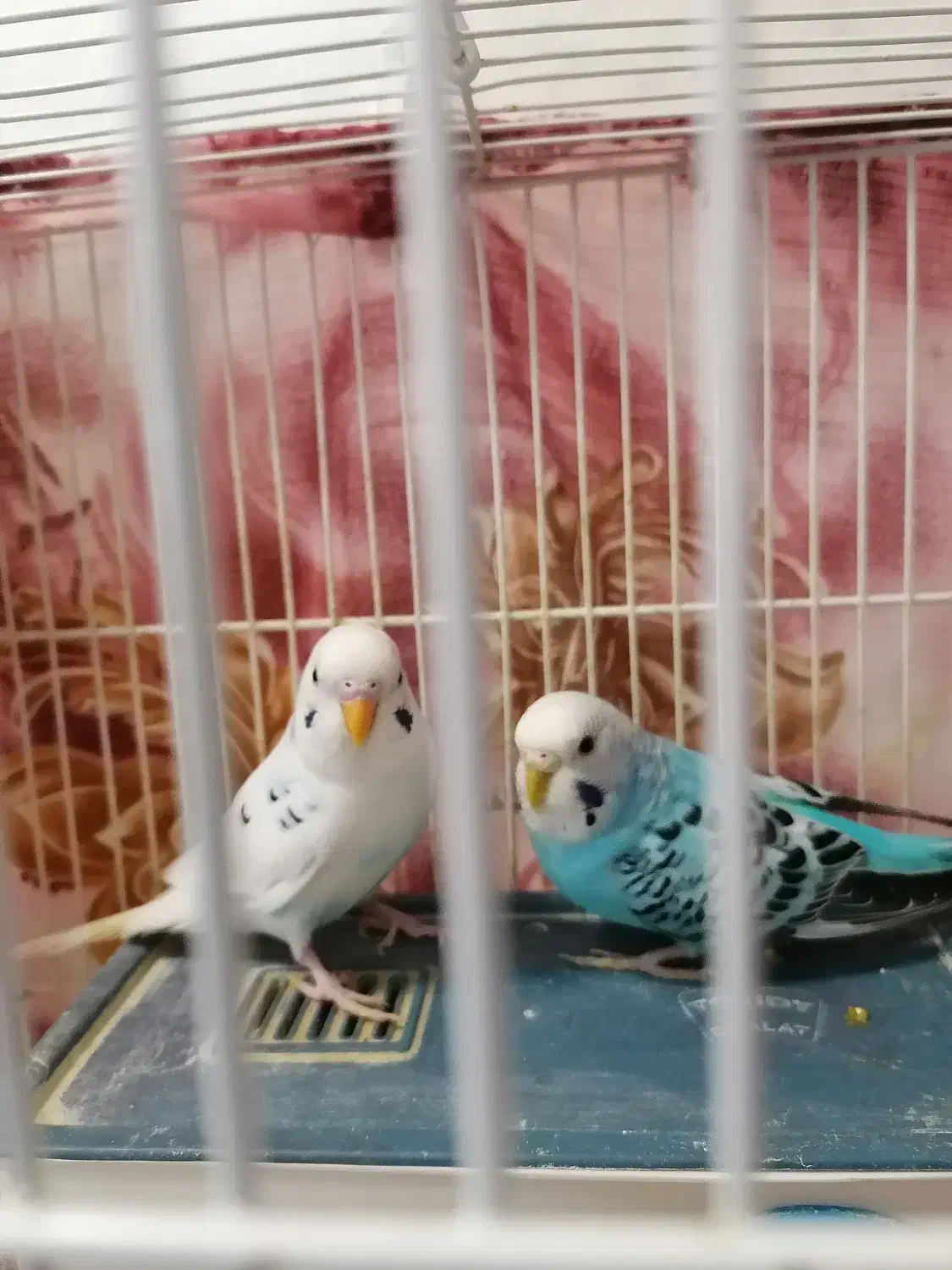 یک جفت مرغ عشق|پرنده|تبریز, |دیوار