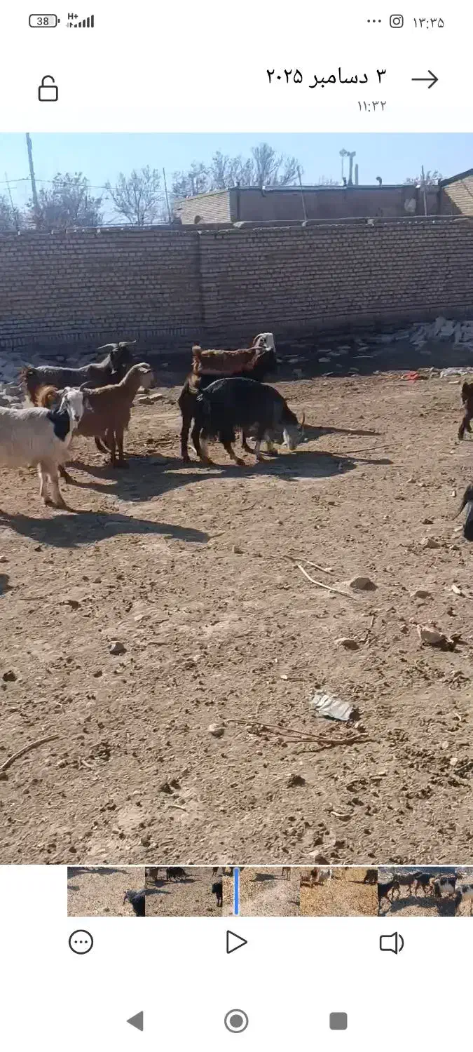 بز و بزغاله|حیوانات مزرعه|همدان, |دیوار