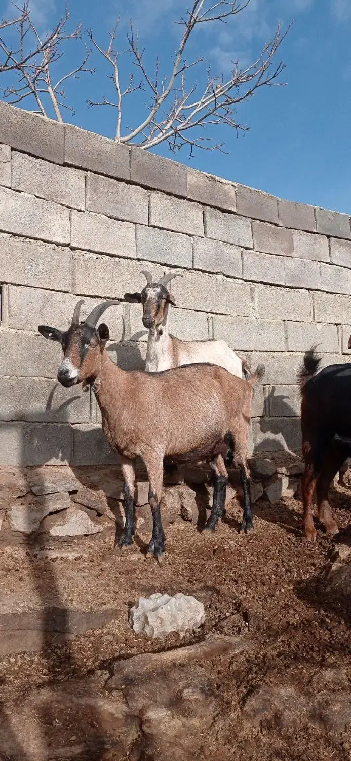 بزآلپاین بزشیری سانن بزنر معاوضه پی کی پراید|حیوانات مزرعه|همدان, |دیوار