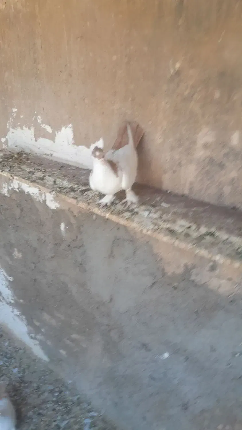 چند عدد کبوتر خوب دونه ای ۲۳۰|پرنده|سیرجان, |دیوار