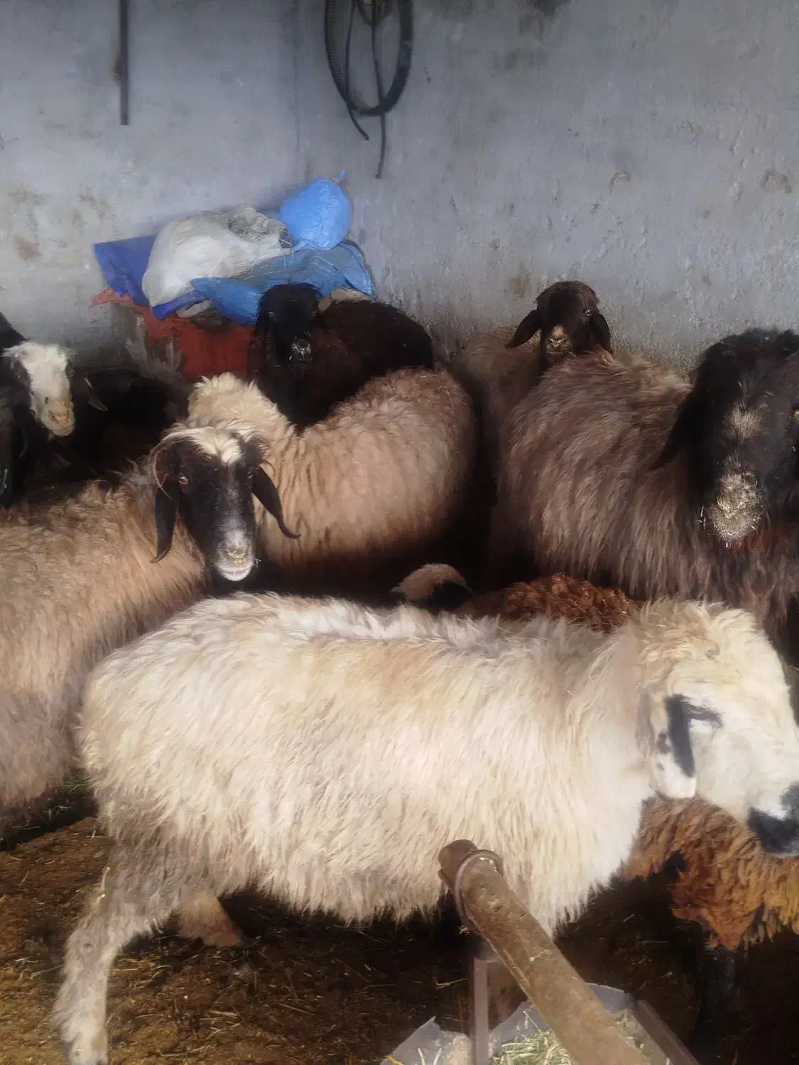 میش شیشک بره دار|حیوانات مزرعه|مرودشت, نقش رستم|دیوار