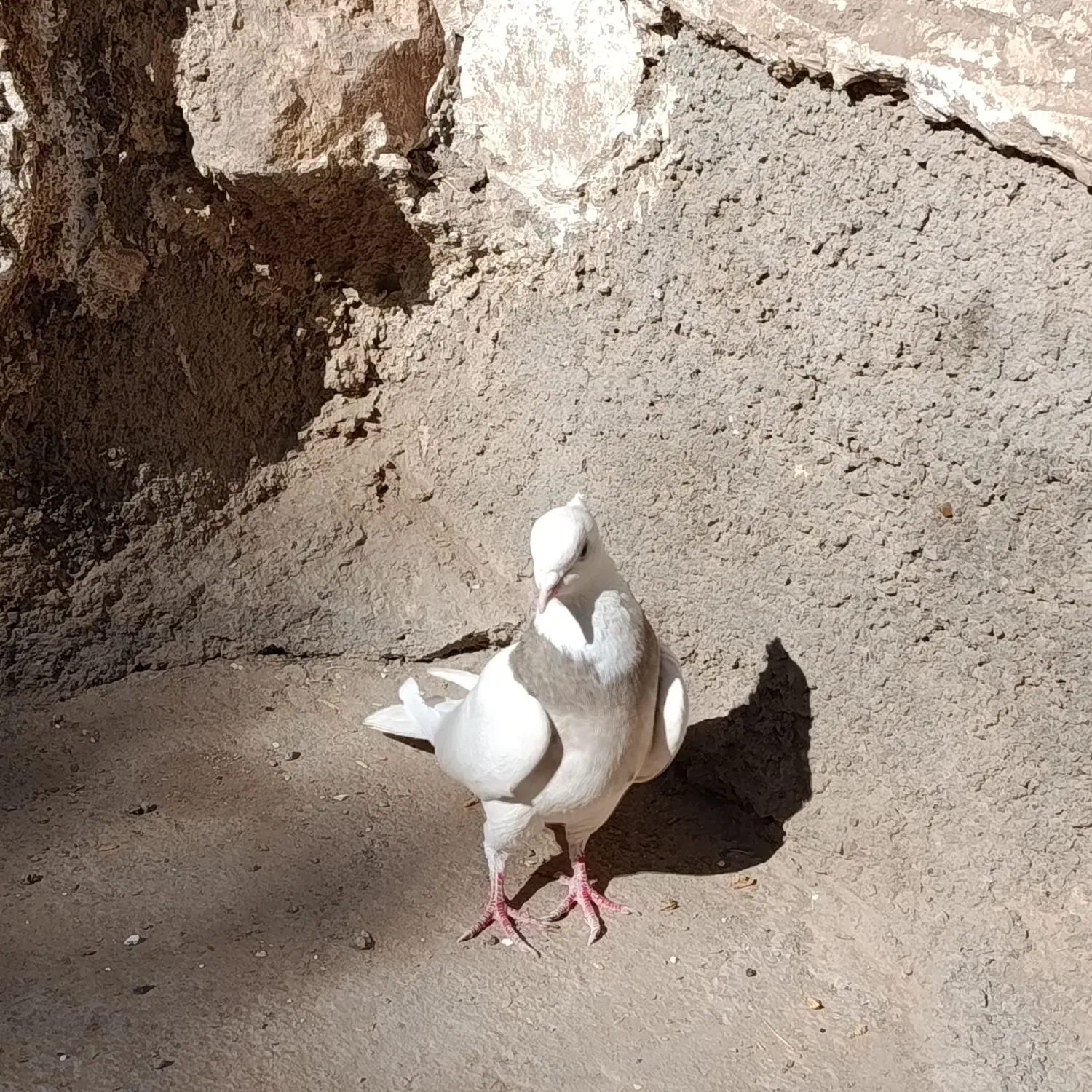 کفتر طوقی ماده|پرنده|سلامی, |دیوار