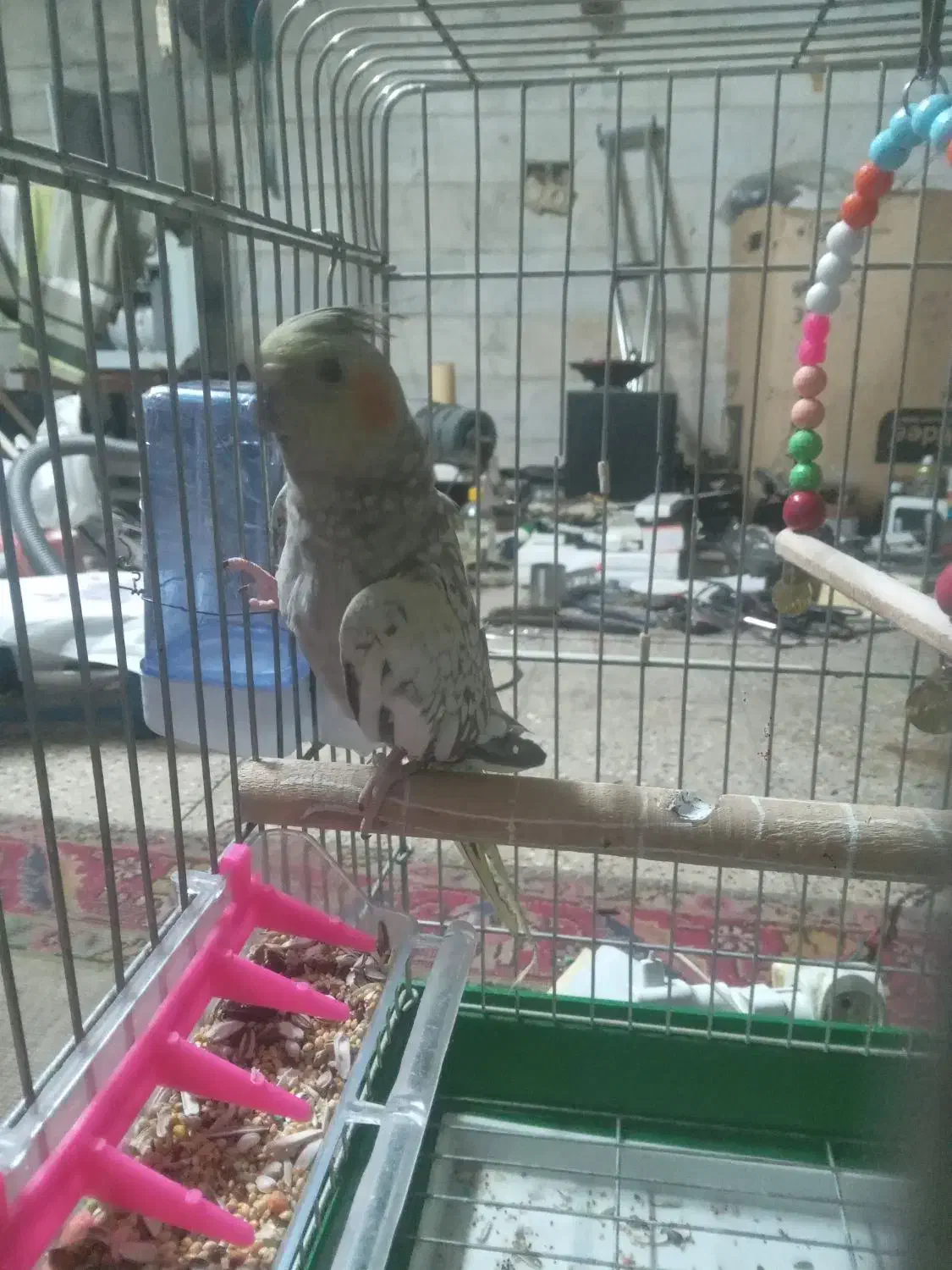 عروس هلندی  .|پرنده|تهران, فلسطین (میدان انقلاب)|دیوار