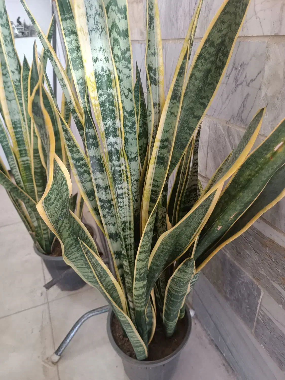 گل سانسوریا گلدان ۱۰ پر قد ۱۲۰|گل و گیاه طبیعی|قرق, |دیوار