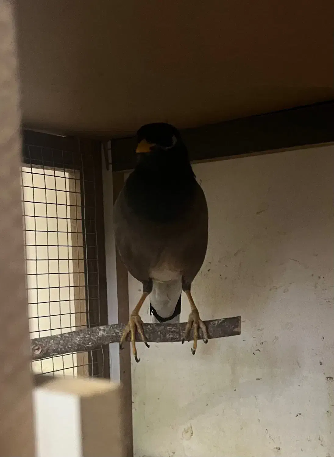 مرغ مینای کاملا دستی|پرنده|قزوین, |دیوار