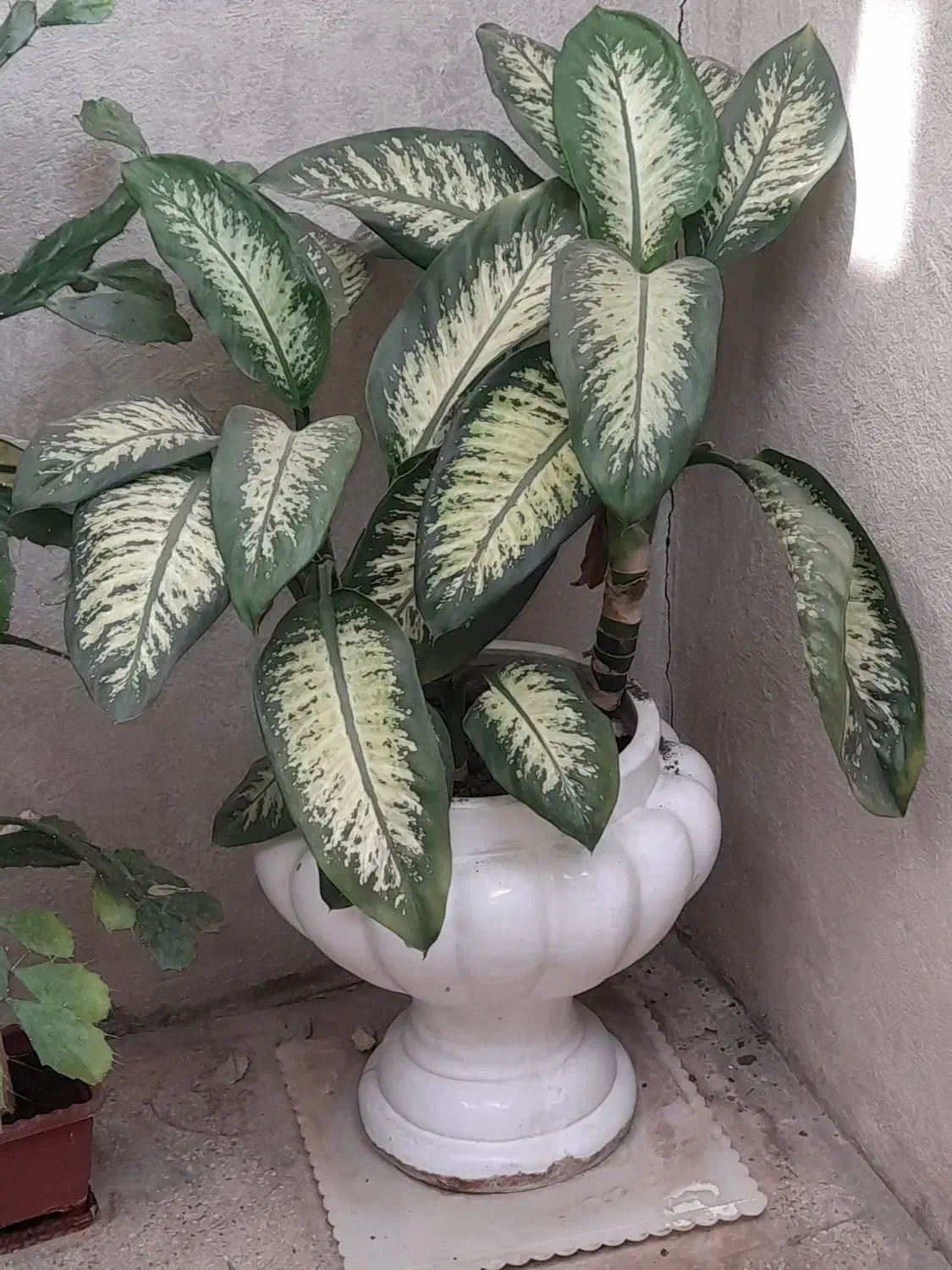 گل وگلدان|گل و گیاه طبیعی|خمین, |دیوار