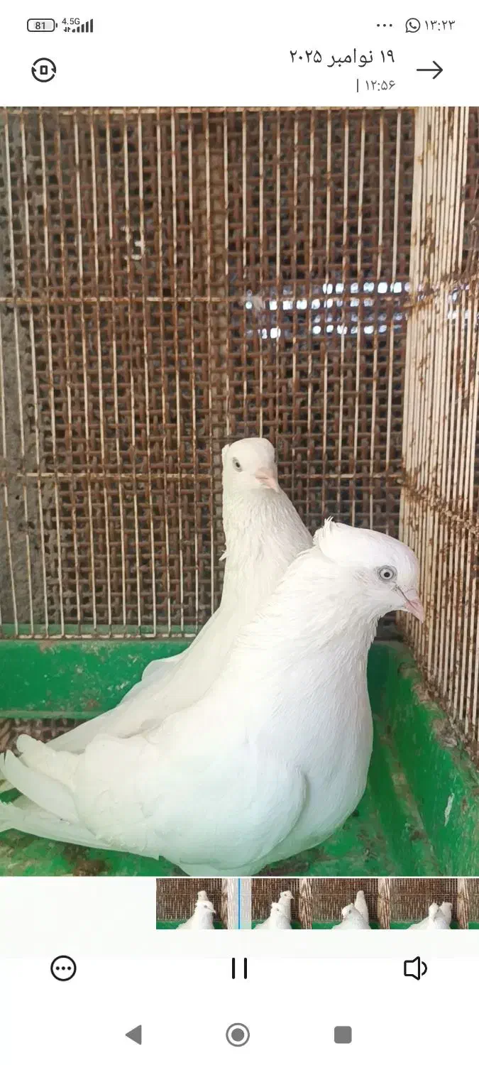 کفتر اراکی و سرور|پرنده|بندرعباس, |دیوار