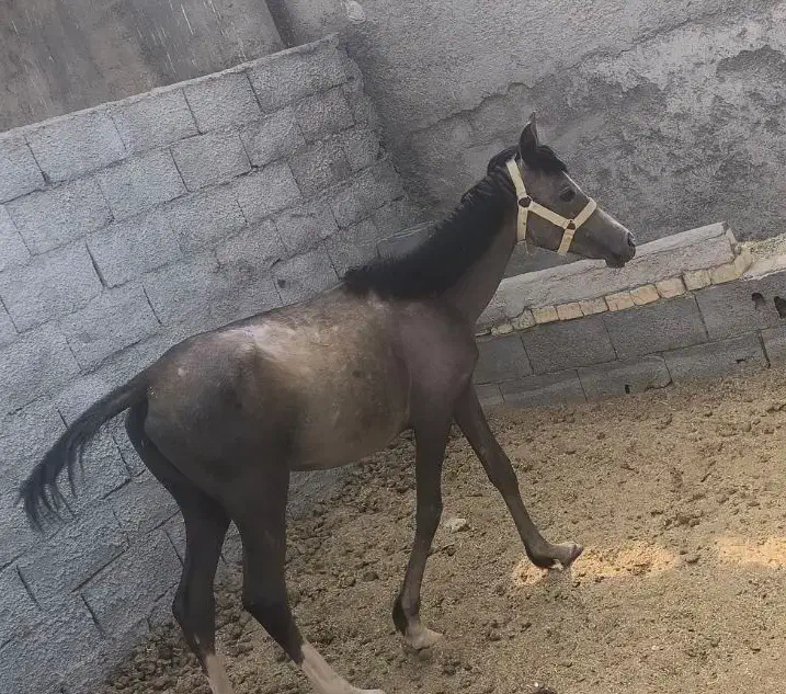 فروش کره مادیون یک ساله|اسب و تجهیزات اسب‌سواری|پیر بکران, |دیوار