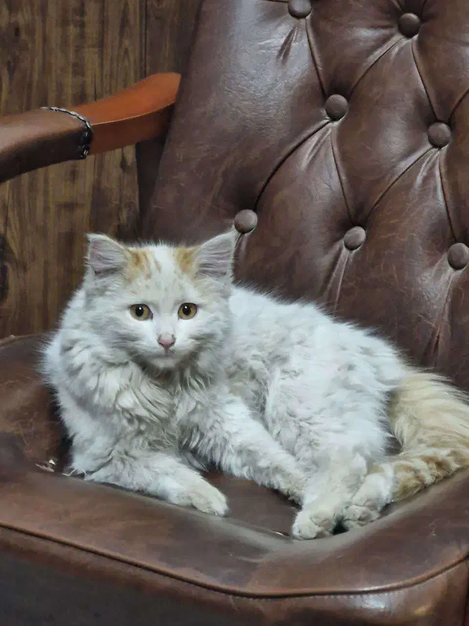 گربه|گربه|زنجان, |دیوار