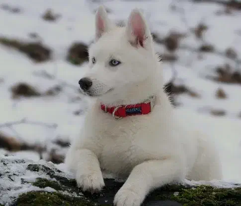 توله هاسکی ۵ ماه رایگان|سگ|کرج, باغستان|دیوار