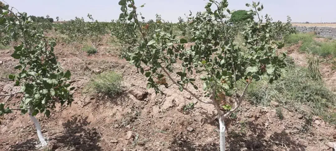 زمین 45هکتار همراه چاه|اجارهٔ دفتر صنعتی، کشاورزی، تجاری|جوادآباد, |دیوار