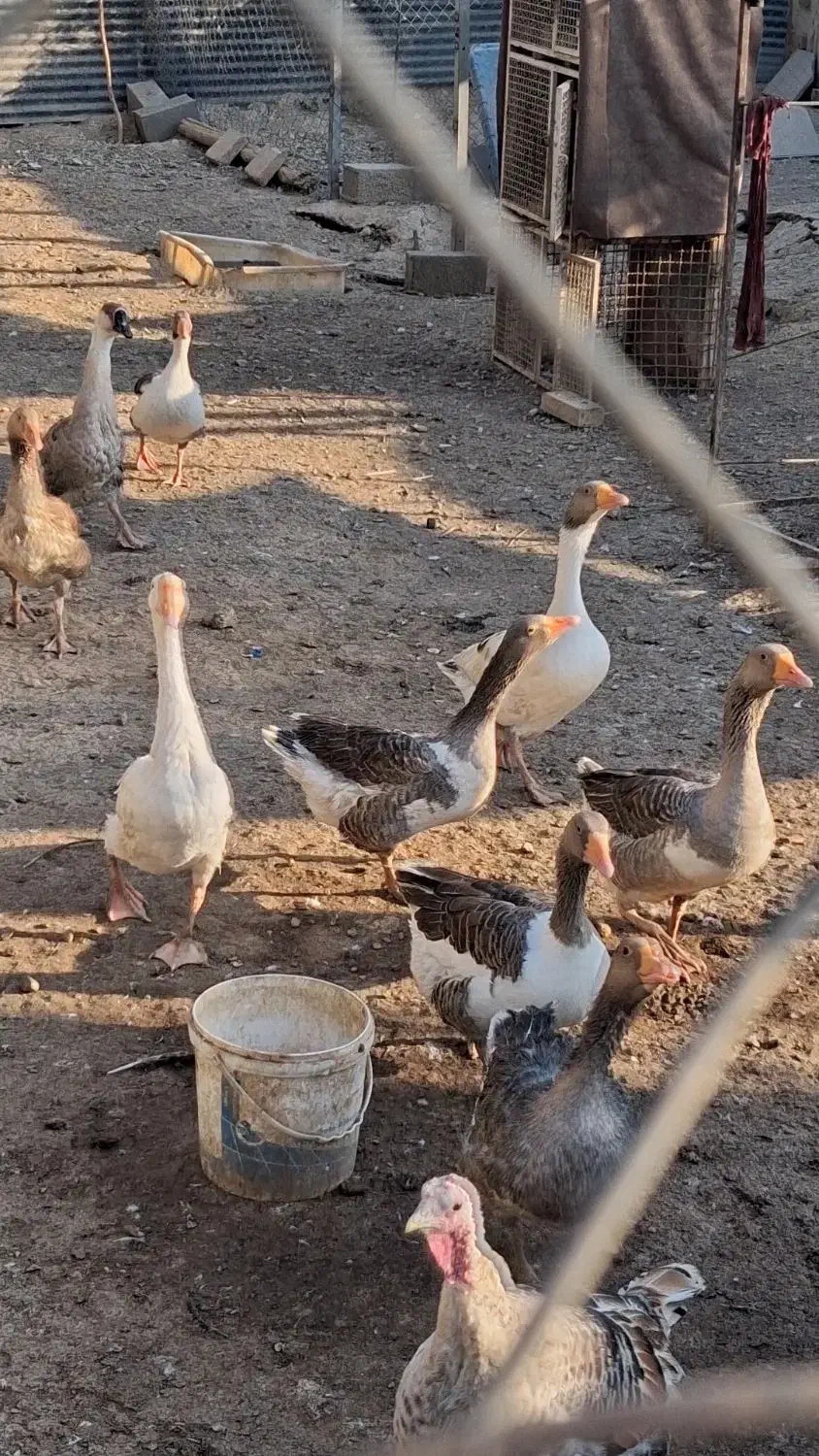 غاز اورک بوقلمون معاوضه مرغ .برشیری. بزغاله|حیوانات مزرعه|خاوران, |دیوار