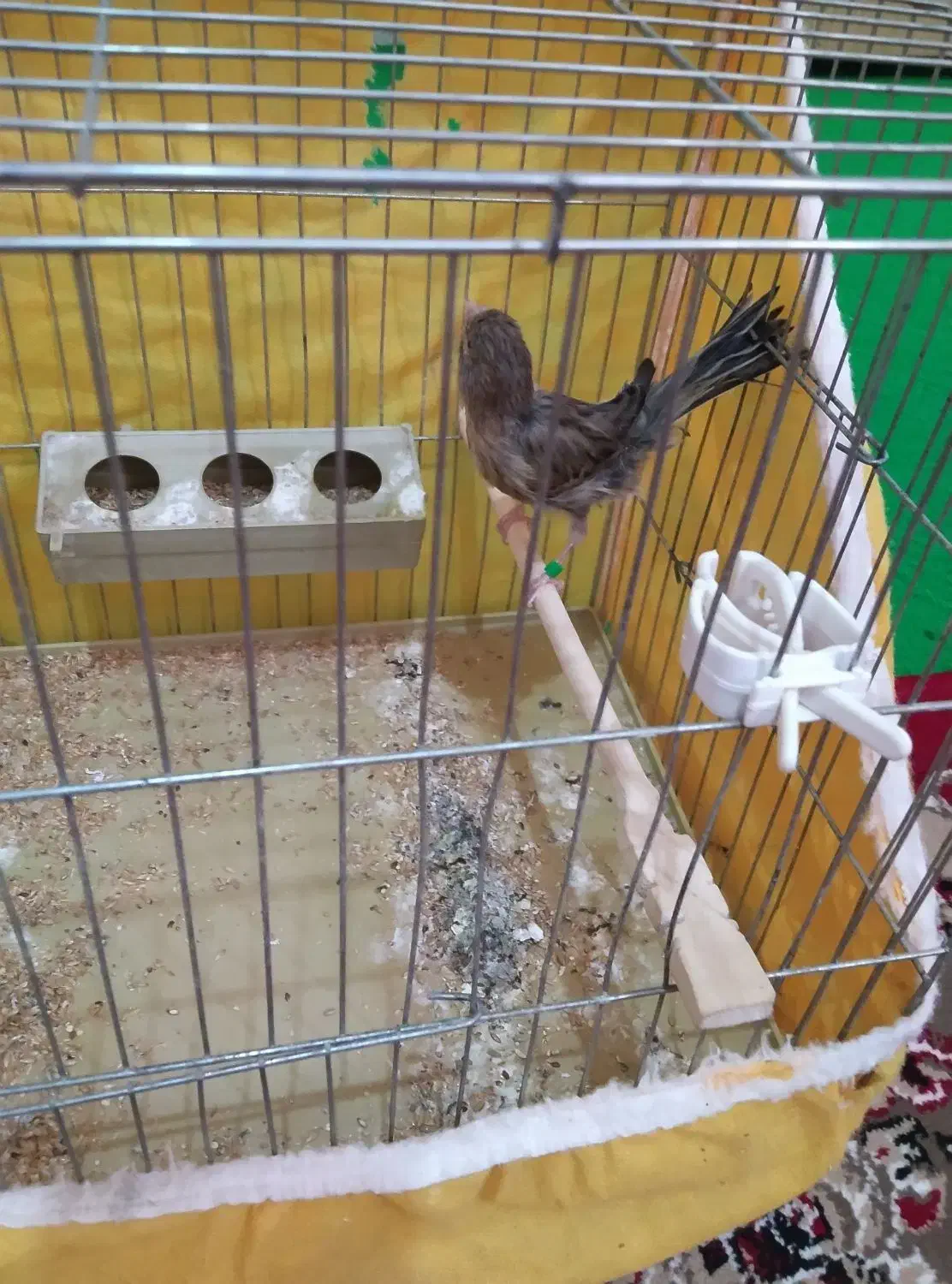 قناری ماده سبز|پرنده|فارسان, |دیوار