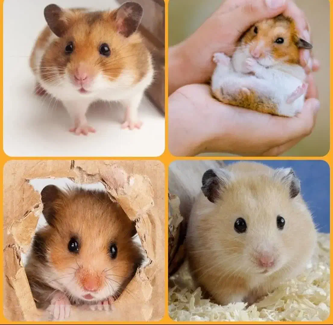 انواع نژادهمستر جیبی بندانگشتی باوسایل بازی|موش و خرگوش|اصفهان, بهاران|دیوار