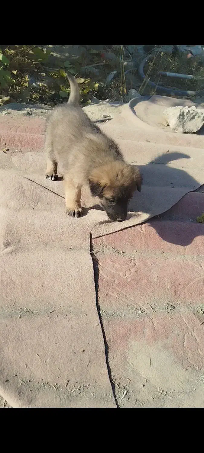 دو عدد توله سراب|سگ|ماهدشت, |دیوار