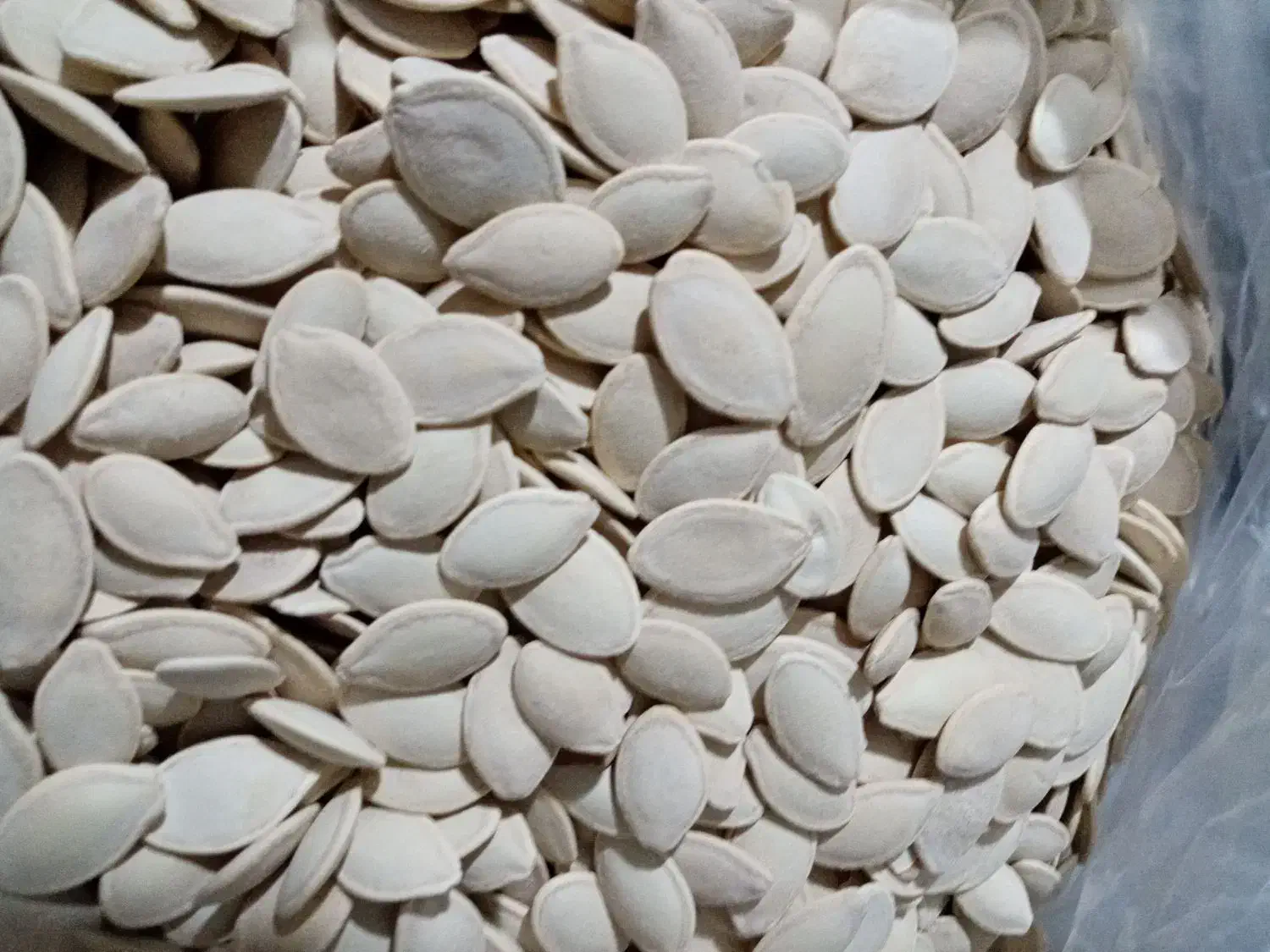 تخمه کدو فوق العاده خوش مزه ودرجه یک|خوردنی و آشامیدنی|نوشهر, |دیوار