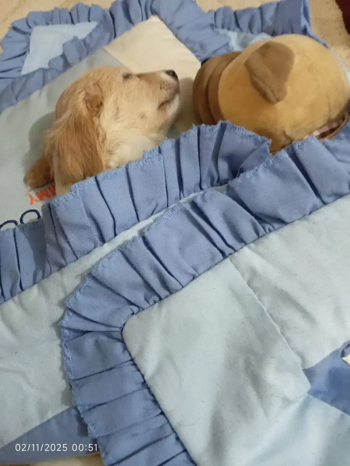 سگ کوچک|سگ|اسلامشهر, شهرک سعیدیه|دیوار