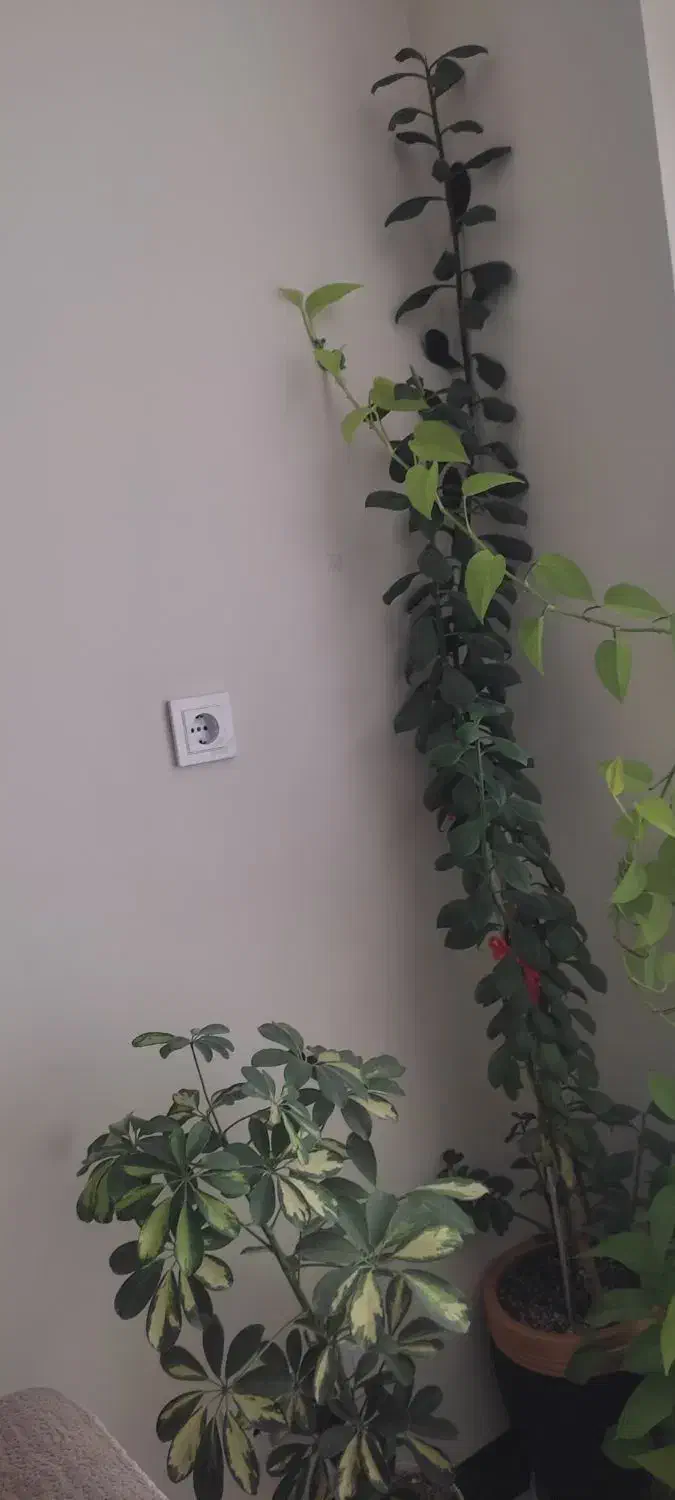 گل های خانگی|گل و گیاه طبیعی|شاهین‌شهر, شهرک ردانی پور|دیوار