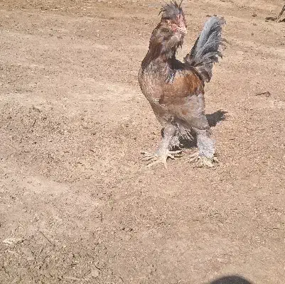 خروس|حیوانات مزرعه|قم, حاج خلیل|دیوار