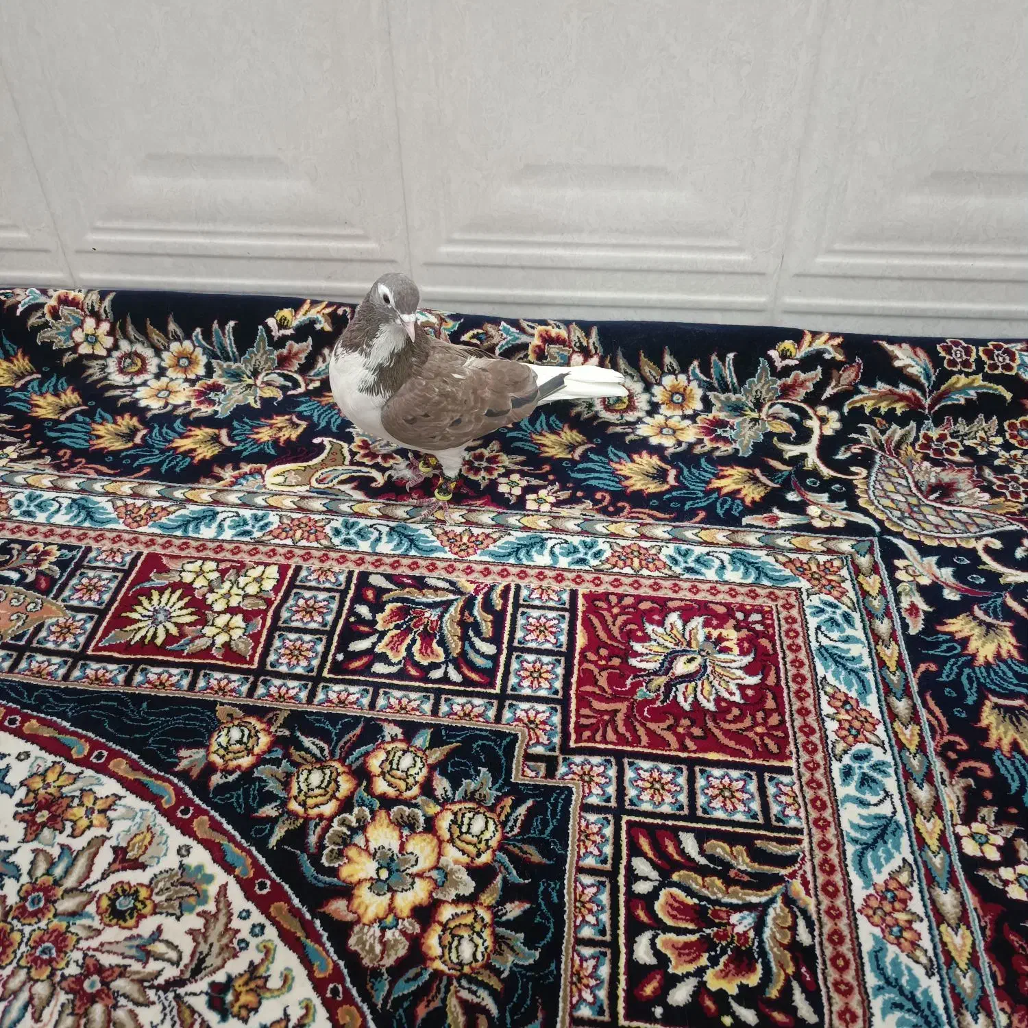 کفتر شیرازی|پرنده|ورامین, خیر آباد|دیوار