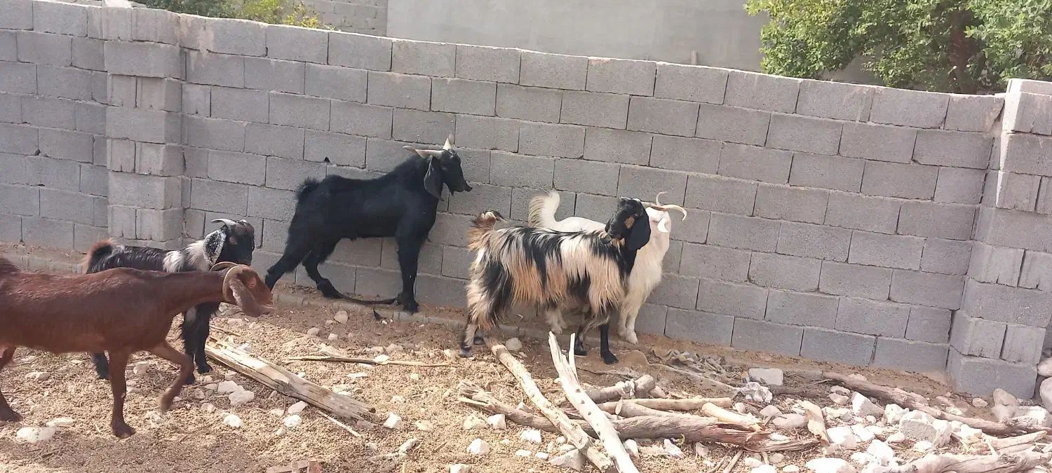 فروش پازن وبز در شهرستان جم|حیوانات مزرعه|جم, |دیوار