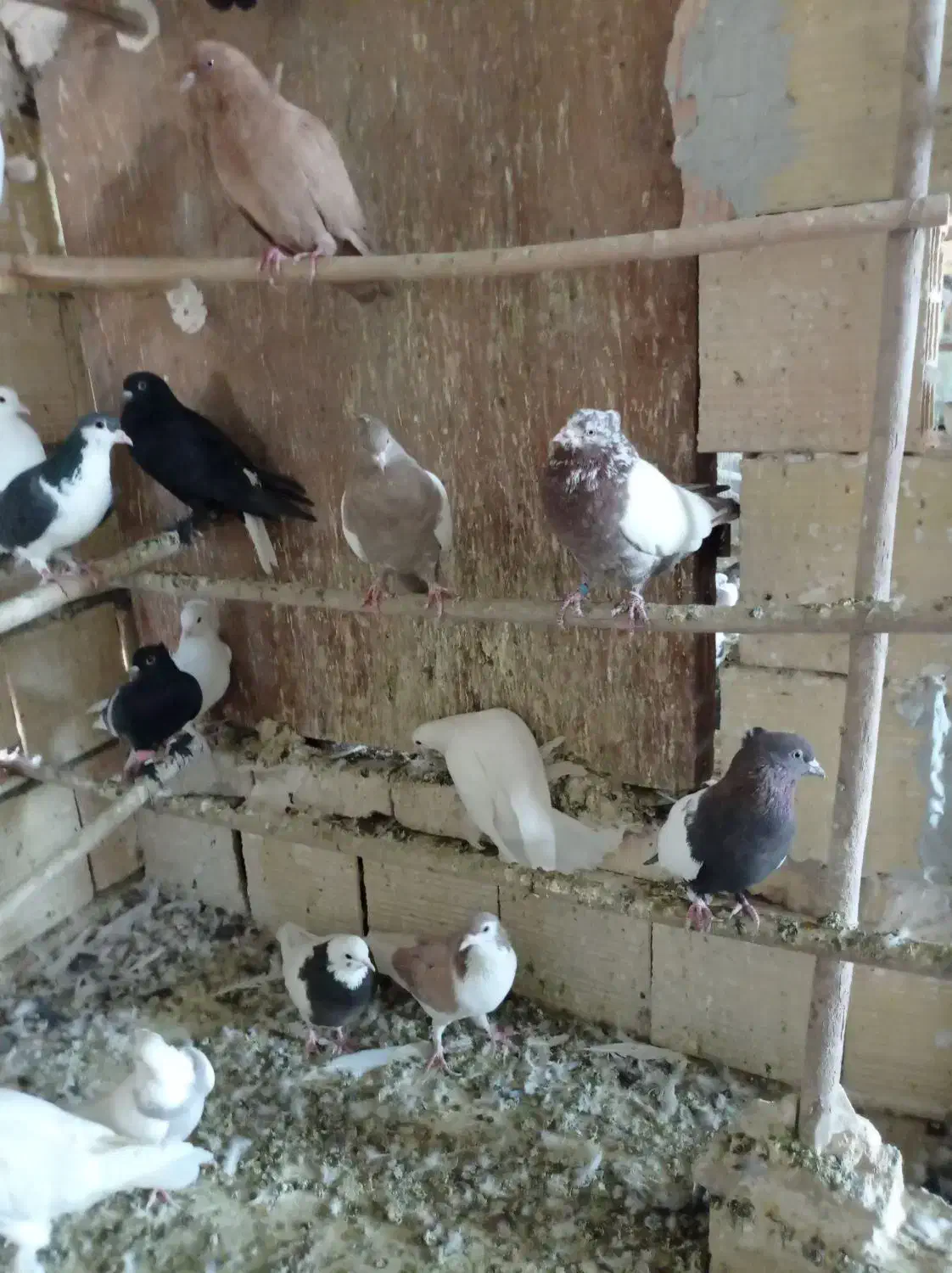 کبوتر سینه ای رواعب پلاکی دم سفید|پرنده|قم, سرحوض|دیوار