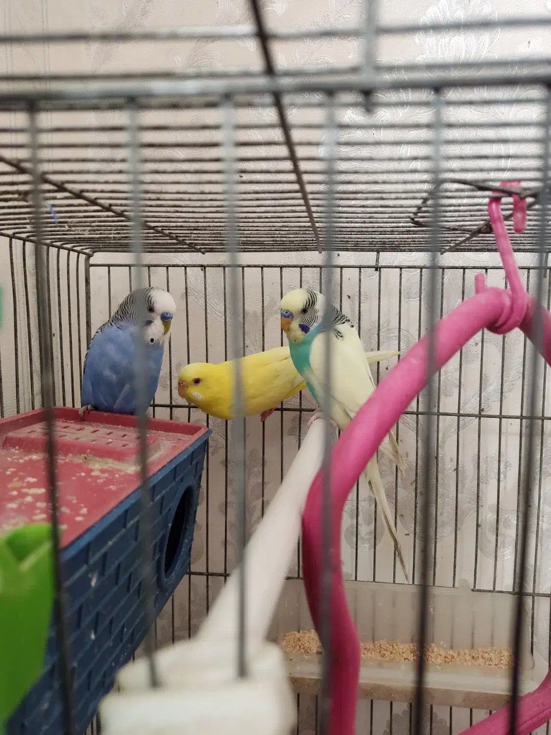 مرغ عشق|پرنده|اهر, |دیوار