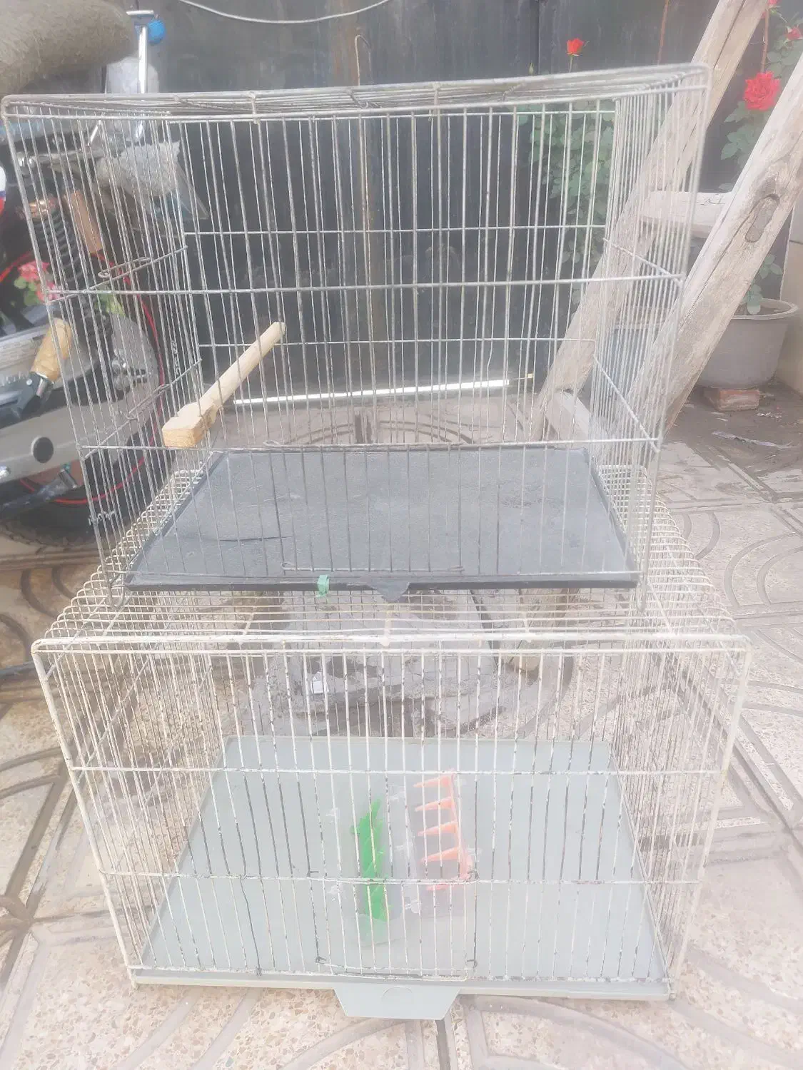 قفس و مرغ عشق جفت تضمینی|لوازم جانبی حیوانات|خوی, |دیوار