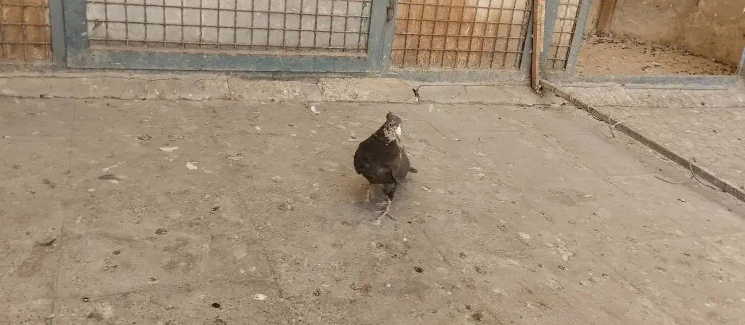 پرنده کبوتر|پرنده|تهران, مسعودیه|دیوار