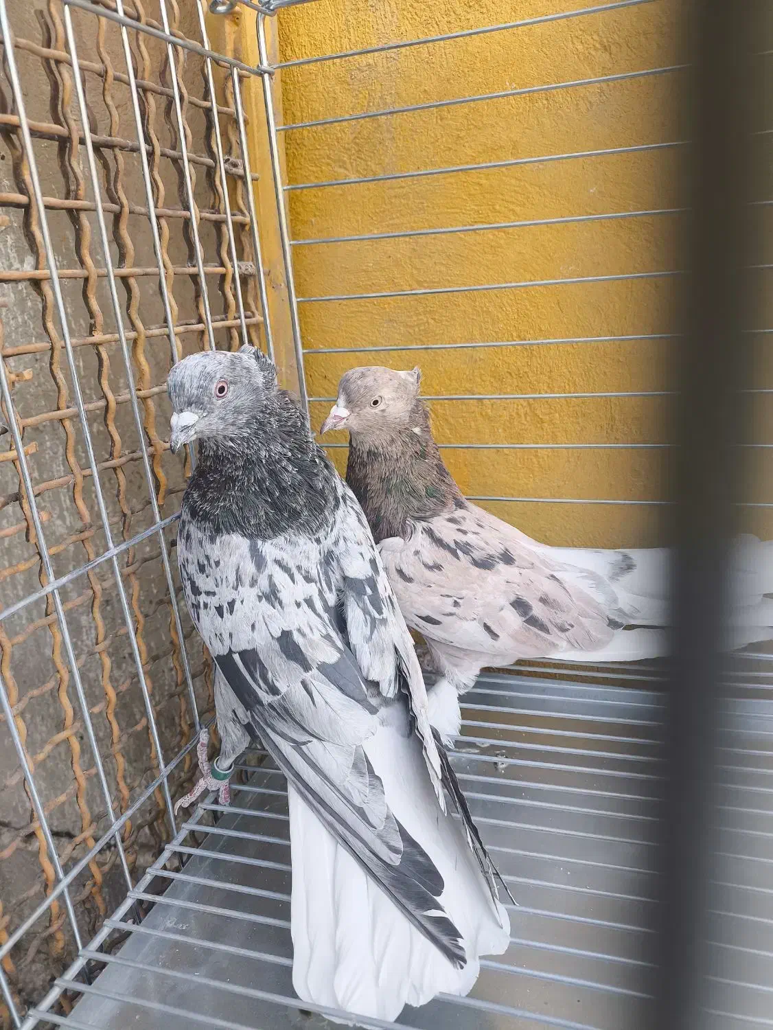 جفت کبوتر سرور دم سفیدوشازده سرور.|پرنده|یزد, |دیوار