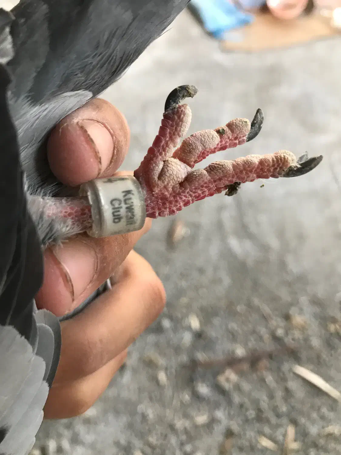 سبز نر|پرنده|میان ولایت, |دیوار