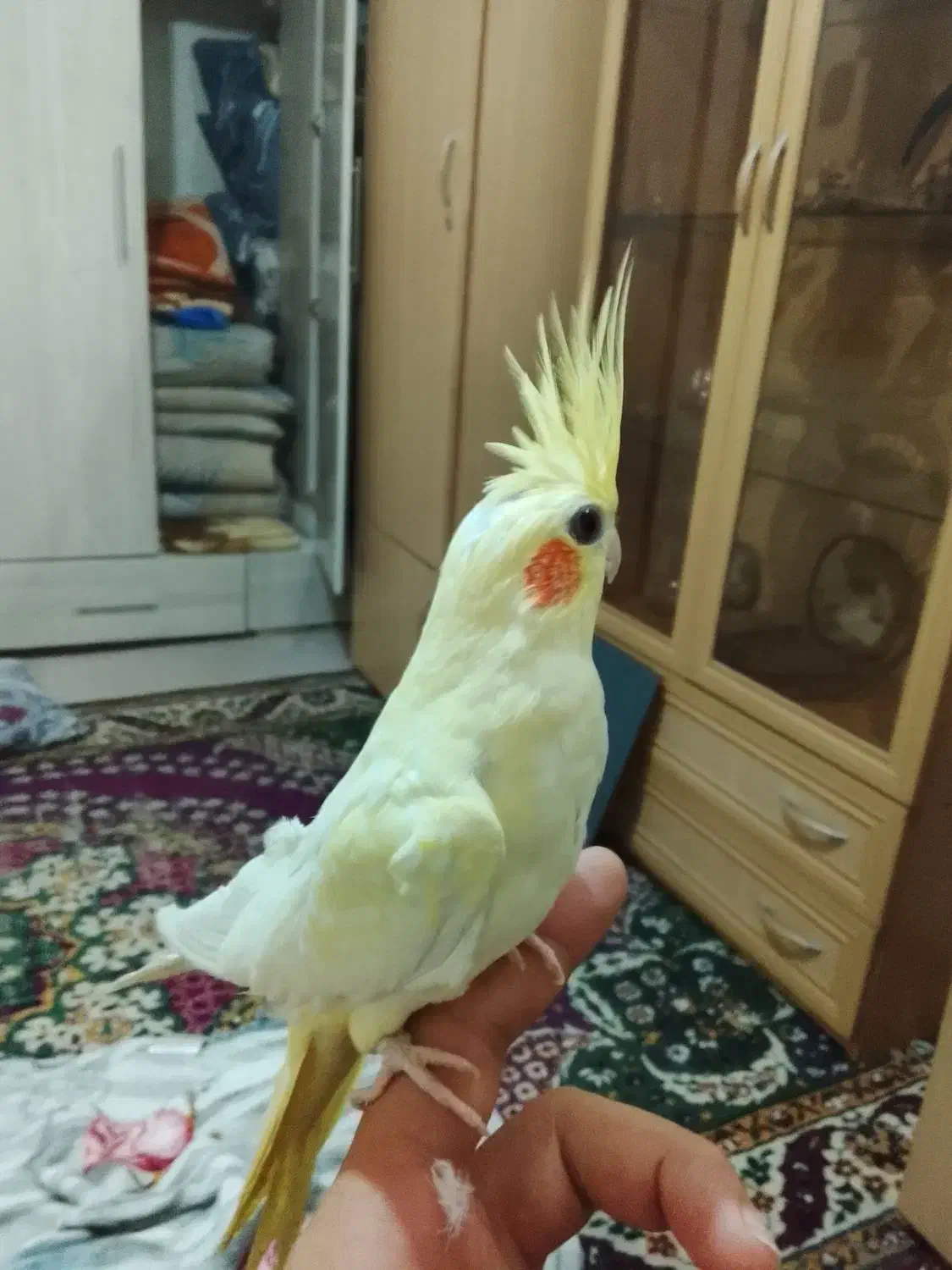 عروس هلندی ناز|پرنده|مشهد, هفده شهریور|دیوار