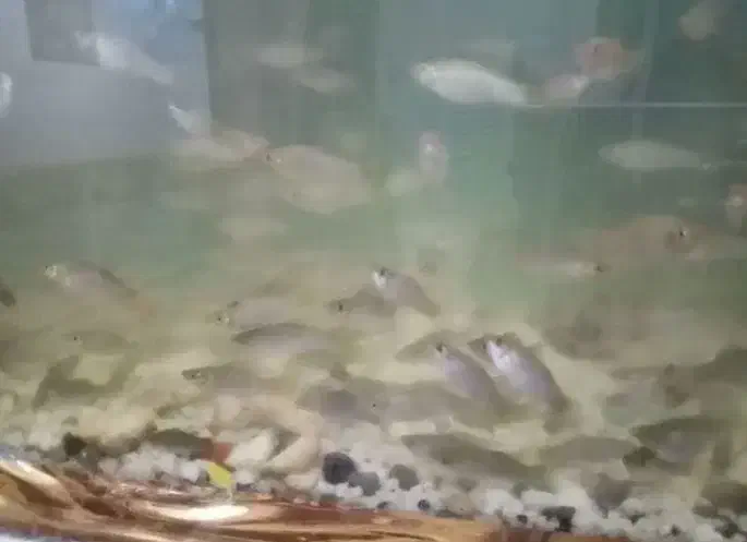 ماهی|ماهی|خرمشهر, |دیوار