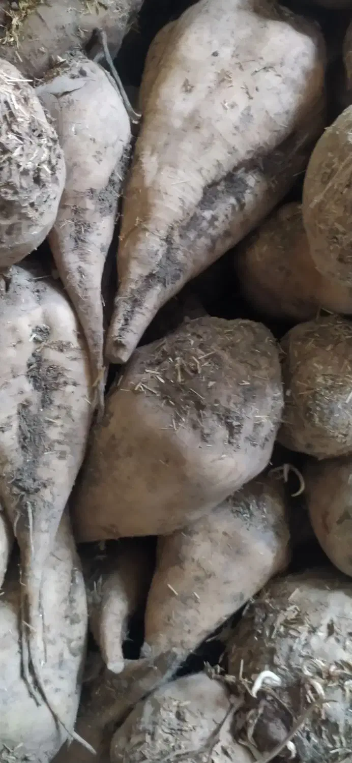 چغندر قند دامی|حراج|میاندوآب, |دیوار