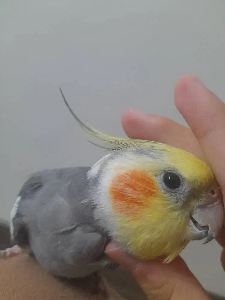 عروس هلندی نر سخنگو ،دستی|پرنده|ری, فیروزآبادی|دیوار