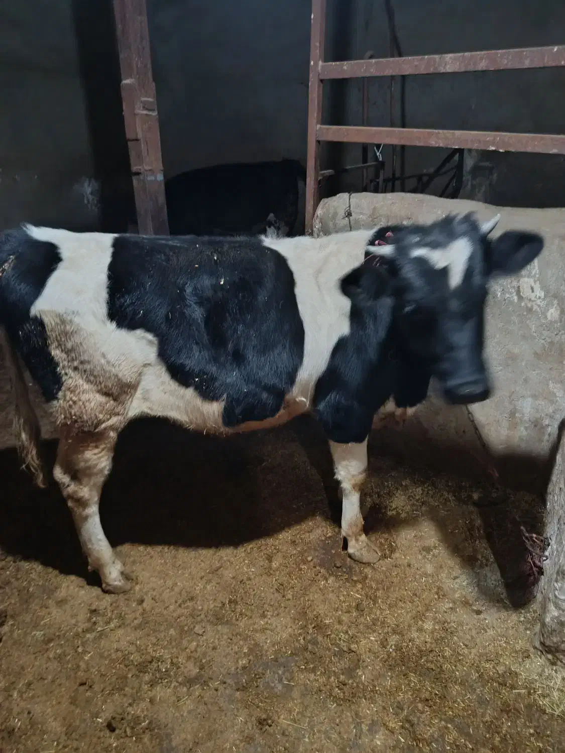 گوساله نر|حیوانات مزرعه|کبودرآهنگ, |دیوار